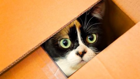 Задачка про кота и семь дверей: сможете ли вы перехитрить кошку?