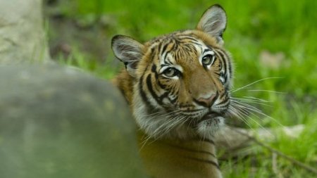Тигры и львы в зоопарке Нью-Йорка заразились коронавирусом
