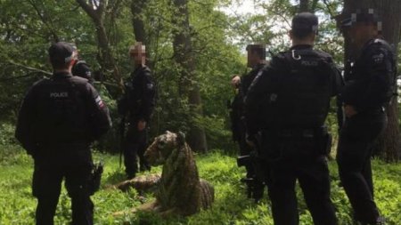 Британская полиция ловила тигра с оружием и вертолетом. Оказалось, что это скульптура