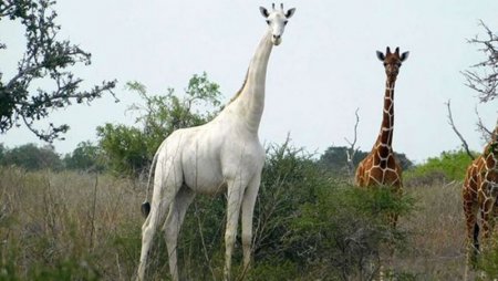 Единственный в мире белый жираф получил электронную метку