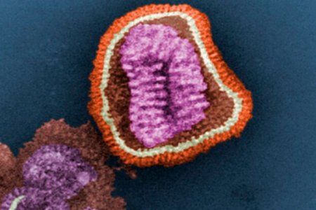 Создана первая в мире вакцина против всех вирусов гриппа