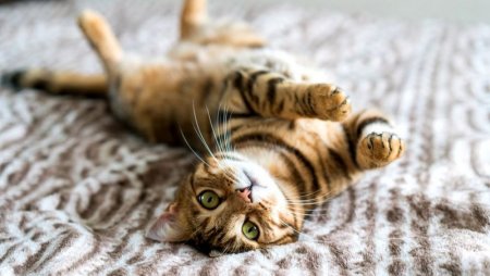 Кошки, коты и котики: лучшие истории за последние семь лет