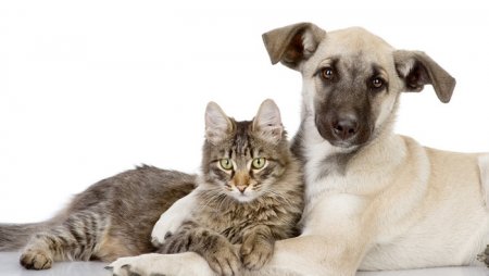 Как проверить сколько «человеческих» лет вашей кошке и собаке