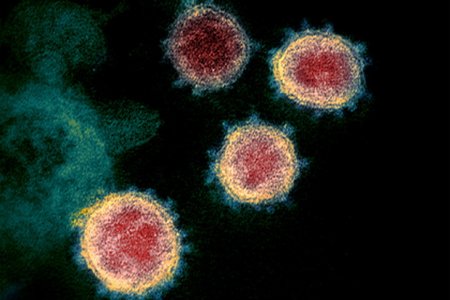 У коронавируса обнаружили «ахиллесову пяту»