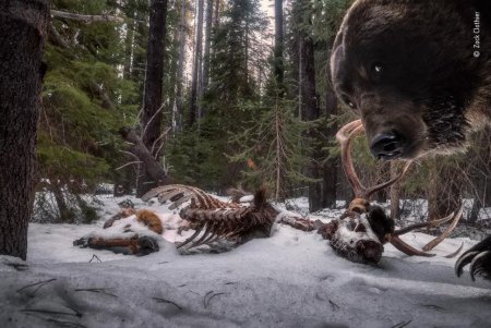 Американский фотограф сделал снимок медведя гризли, напавшего на камеру