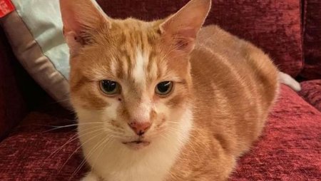 Возвращение заблудшего Рыжика. Исчезнувший кот из Бирмингема вернулся к хозяевам 10 лет спустя