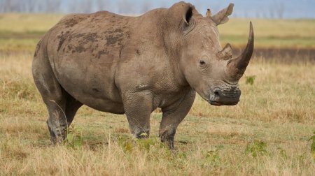 Носорогов защитят от браконьеров с помощью радиации