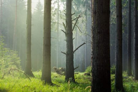 Ботаники подсчитали количество всех видов деревьев на Земле