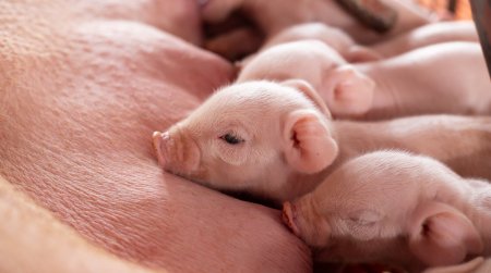 Немецкие ученые начнут клонировать свиней для пересадки сердца людям