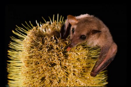 Тайная жизнь летучих мышей помогла решить ботаническую загадку
