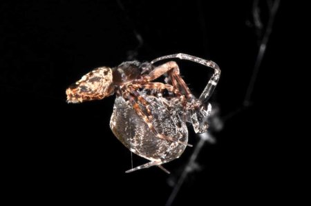 Самцы пауков научились катапультироваться, чтобы избежать поедания самками