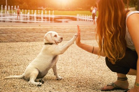 Почему собака стала «лучшим другом человека»? Как оказалось, ответ таится в генах животных