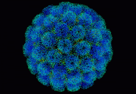Ученые выяснили, как вирусы проникают в ядра живых клеток