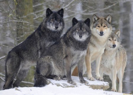 Пятьдесят оттенков серого волка: как вирус и половой отбор изменили окрас хищника