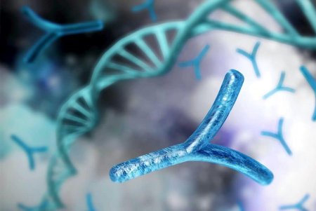 Генетики секвенировали Y-хромосому, завершив расшифровку ДНК человека