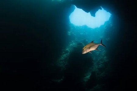 Загадка подводного мира: самая большая голубая дыра на планете обнаружена в Мексике