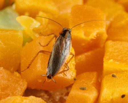 Биологи выяснили, как тараканы расселились по всему миру