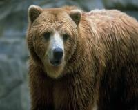 На Камчатке медведь насмерть задрал двух человек