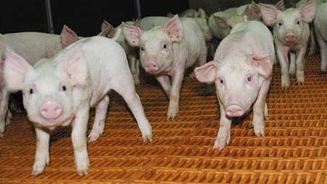 Украина поверила во вспышку чумы свиней в Беларуси