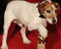 Пес Угги стал первой собакой, получившей «Оскар» на сцене театра Kodak