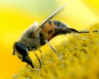 Ученые: наночастицы и пчелиный яд могут справиться с ВИЧ