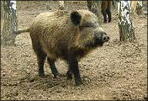 Из-за чумы свиней в некоторых районах Беларуси отстреливают диких кабанов