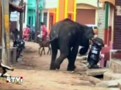 Дикие слоны устроили погром в индийском городе, убив священную корову и человека (Видео)