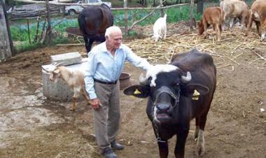 Фермерским и личным подсобным хозяйствам вернут право самостоятельно осуществлять убой скота
