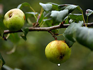 Яблочный Спас: народные приметы