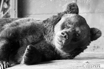 В Санкт-Петербурге умерла старейшая в мире бурая медведица