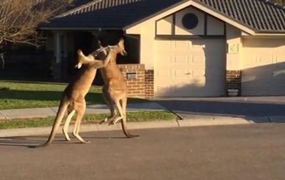 Драка кенгуру посреди улицы взорвала YouTube