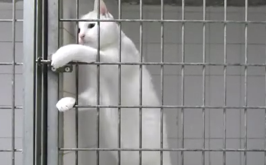 Видео с котом-взломщиком стало хитом YouTube