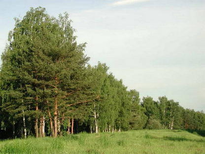 По всей Беларуси начали запрещать посещение лесов