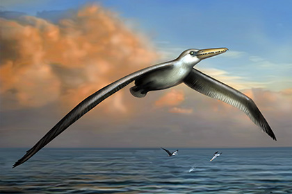 Раскрыт секрет полета крупнейшей птицы в истории Земли
