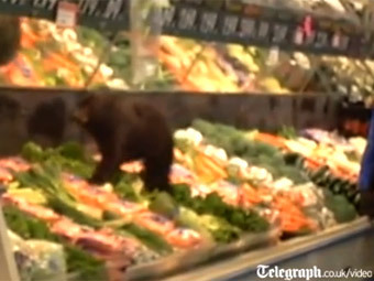 Медвежонок посетил овощной отдел супермаркета на Аляске (Видео)