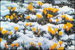 Весна придет в Беларусь в начале следующей недели