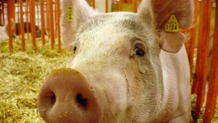 Украина запретила ввоз свиней и свинины из Беларуси