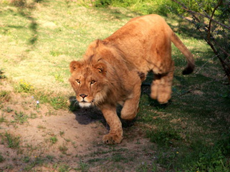 В США лев Кус-Кус растерзал девушку-волонтера, работавшую в питомнике для кошачьих