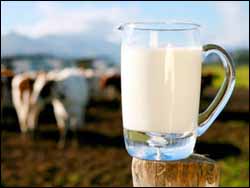 В Беларуси до конца года будет создана объединенная молочная компания