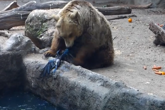 В зоопарке Будапешта медведь спас ворону (Видео)