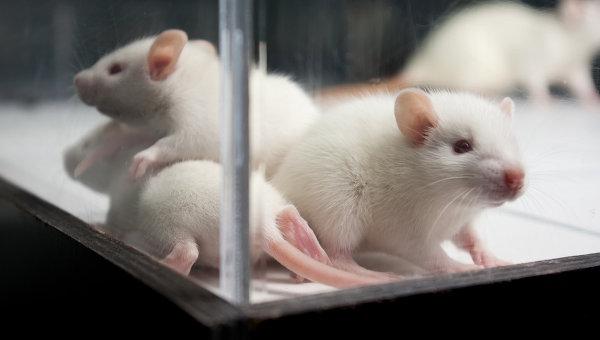 Ученые нашли причины старения и смогли повернуть его вспять у мышей