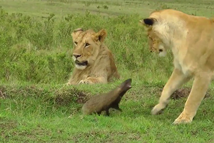 В Кении мангуст отбился от нападения четырех львов (Видео)