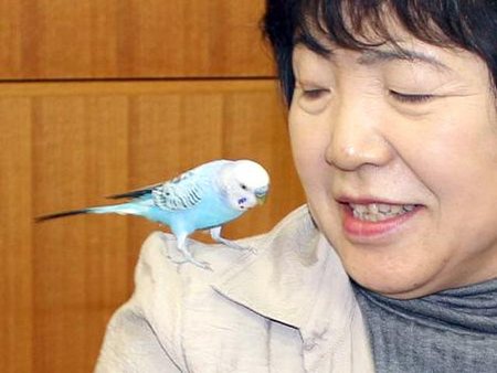 Японский попугай, угодив в полицию, назвал свой домашний адрес