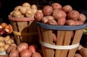 В России выявили 77 тонн зараженного белорусского картофеля