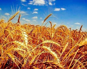 В Беларуси урожай зерновых-2012 превысил 8 млн. тонн