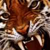 В зоопарке Пекина тигр насмерть загрыз юношу